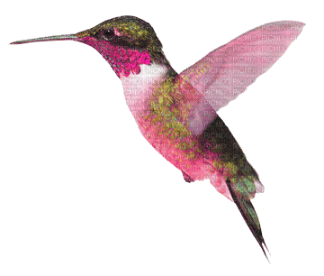 hummingbird - Безплатен анимиран GIF