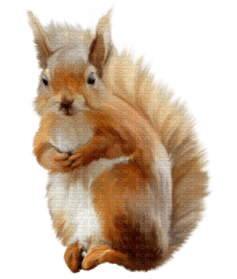 ekorre-squirrel-animal-deco-minou52 - zdarma png