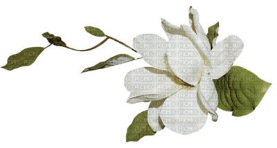Kaz_Creations Flowers Flower Deco - Free PNG