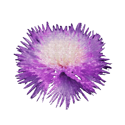fleur violette.Cheyenne63 - GIF animé gratuit