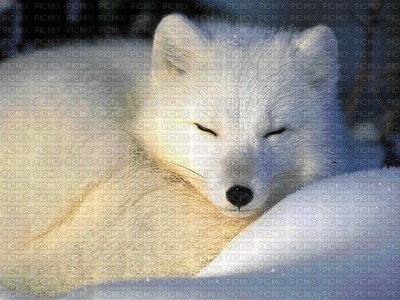 lobo branco - besplatni png