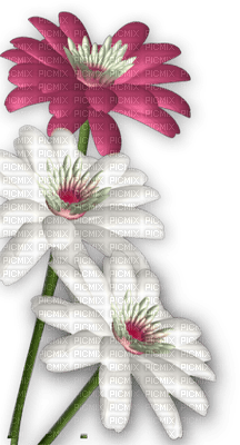 Kaz_Creations Deco  Flowers Flower Colours - darmowe png