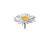 daisy gif - Ücretsiz animasyonlu GIF