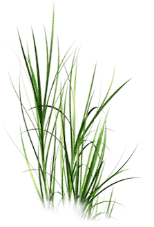 GRASS - Free PNG