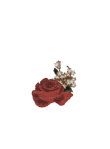 fleur gif effect - Darmowy animowany GIF