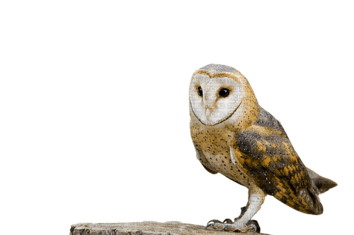 Owl - 無料png