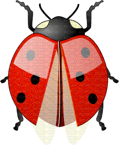 Gif Coccinelle - darmowe png