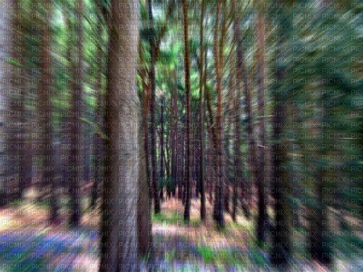 forêt - ücretsiz png