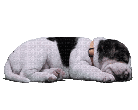 Dog Puppy Chien - Bezmaksas animēts GIF