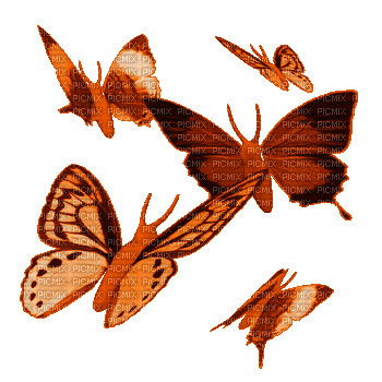 aze papillon marron Brown - GIF animado gratis