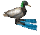 spin duck - 免费动画 GIF