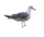 gull katrin - Free animated GIF