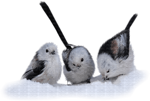 gala birds - ingyenes png
