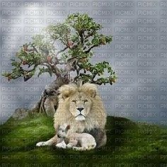 The Lion and the Lamb bp - PNG gratuit