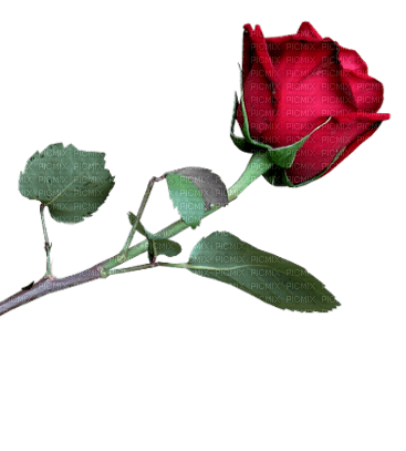 Rose Red Green - Bogusia - gratis png
