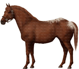 cheval - nemokama png