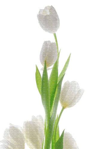 white tulips Bb2 - бесплатно png