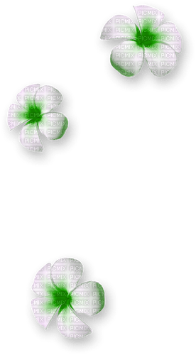 Flowers.White.Green - nemokama png
