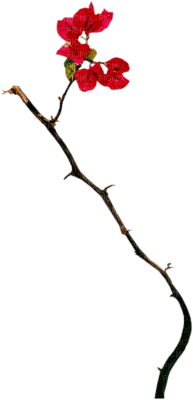 Tube Branche Fleurie - Free PNG