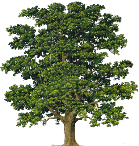 Tree-RM - darmowe png