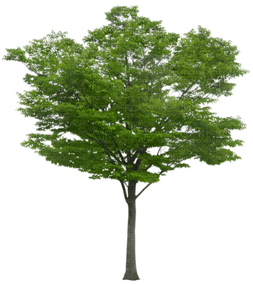 arbol arbre - png gratis