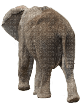 Kaz_Creations Elephant - ilmainen png