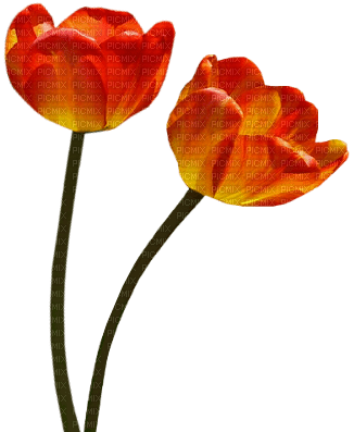 tulipan - безплатен png