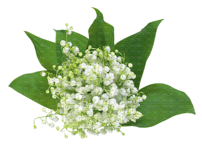 Lily of the valley - фрее пнг