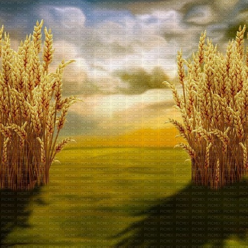 wheat background by nataliplus - gratis png