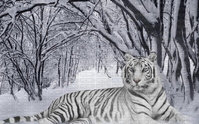 white tiger - Free PNG