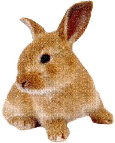 dolceluna bunny png - 無料png
