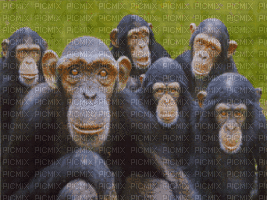 ape - Δωρεάν κινούμενο GIF
