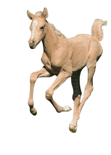 silly baby horse 2 - png ฟรี