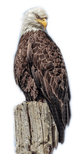 Rena Weißkopfseeadler 'Adler Bird Vogel - 免费PNG