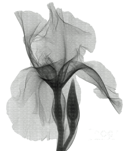 blume flowers - besplatni png