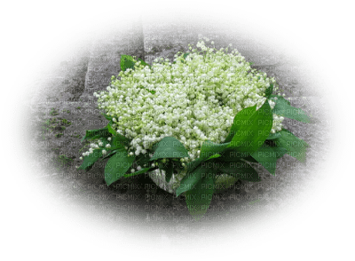 patymirabelle fleurs muguet - zadarmo png