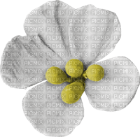 Flower Blume white yellow - gratis png