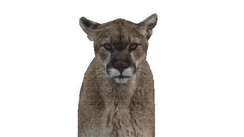 Licking Mountain Lion - Δωρεάν κινούμενο GIF
