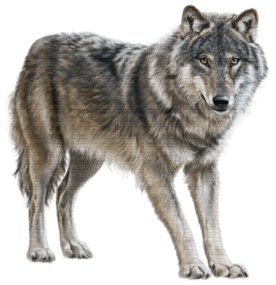 patricia87 loup - Free PNG