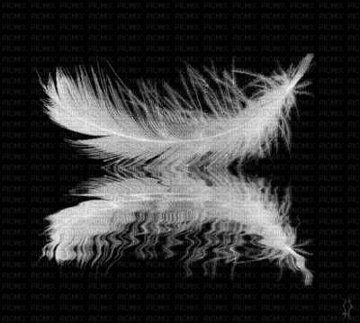 feathers bp - Ilmainen animoitu GIF