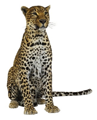 cheetah bp - Gratis animeret GIF