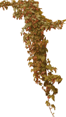 leaves branch - zadarmo png