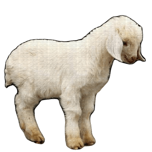 lamb - darmowe png