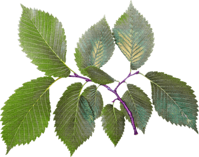 Kaz_Creations Deco Leaves Leafs  Colours - Free PNG
