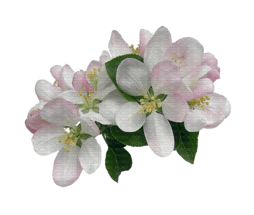 Apple Blossom - ücretsiz png