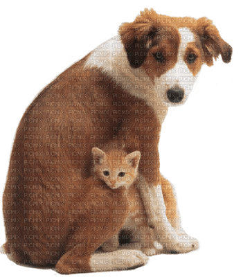 Kaz_Creations Dog Pup Cat Kitten - zadarmo png