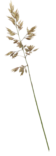 Plants.plante.beige.branch.Victoriabea - PNG gratuit