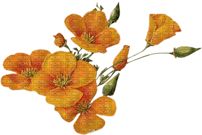 Orange flowers - png ฟรี