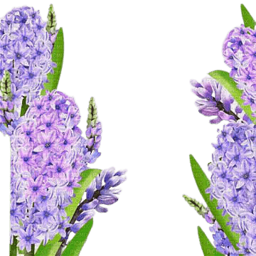 hyacinth flowers frame - png gratuito