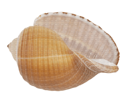 Tube Coquillage - zdarma png